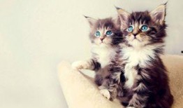 娱乐吃瓜酱和猫,揭秘娱乐圈的萌宠日常