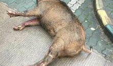 武汉野猪爆料事件始末视频,真相与争议的交织