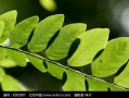 一片树叶爆料视频下载,下载过程大揭秘
