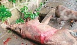 武汉野猪爆料事件始末视频,真相与争议的交织
