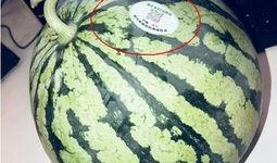最新吃瓜 网红排行榜,盘点最新吃瓜界流量担当
