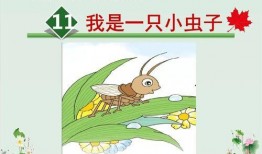 一只小虫虫爆料视频大全,小虫虫爆料视频大全集锦
