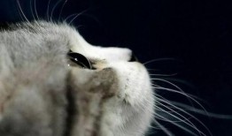 娱乐吃瓜酱和猫,揭秘娱乐圈的萌宠日常