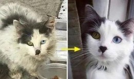 收养猫的博主被爆料视频,真实生活与网络人设的碰撞