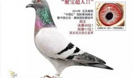 李诞最新爆料信鸽照片,揭秘娱乐圈幕后故事
