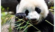 娱乐吃瓜大熊猫微博,揭秘大熊猫微博背后的趣味故事