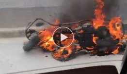 爆料海豚自燃事件视频,揭秘海洋生物的惊悚之谜