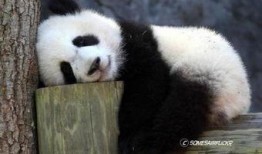 娱乐吃瓜大熊猫微博,揭秘大熊猫微博背后的趣味故事