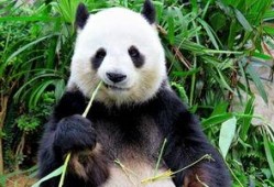 娱乐吃瓜大熊猫微博,揭秘大熊猫微博背后的趣味故事