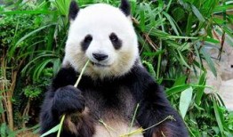 娱乐吃瓜大熊猫微博,揭秘大熊猫微博背后的趣味故事