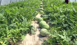 淄博吃瓜爆料事件最新,揭秘背后真相，网络舆论漩涡中的城市风云