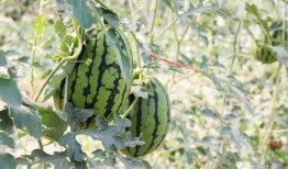 网红吃瓜排行榜最新,盘点近期热门事件，揭秘网络红人幕后真相