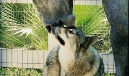 犬马声色在线观看,沉浸式体验古代宫廷生活画卷