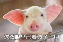 养猪导演爆料视频播放,视频播放背后的惊人真相