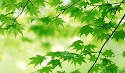 一片树叶爆料视频下载,下载过程大揭秘