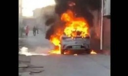 爆料海豚自燃事件视频,揭秘海洋生物的惊悚之谜